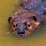 Much Ado About Beavers