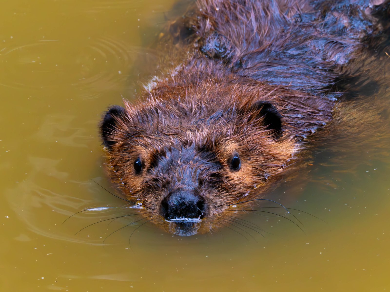 Read more about the article Much Ado About Beavers