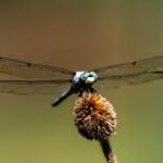 Van Helsing’s Crown Jewels