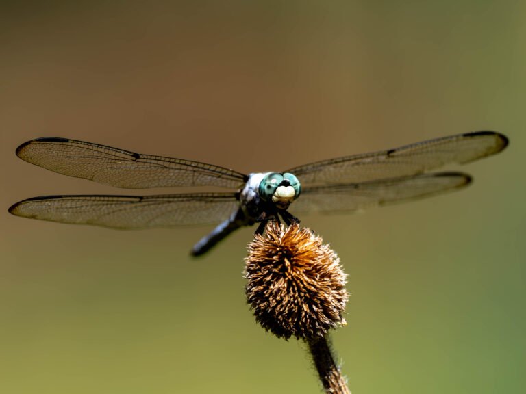 Van Helsing’s Crown Jewels