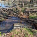 Beaver Concerns Explained