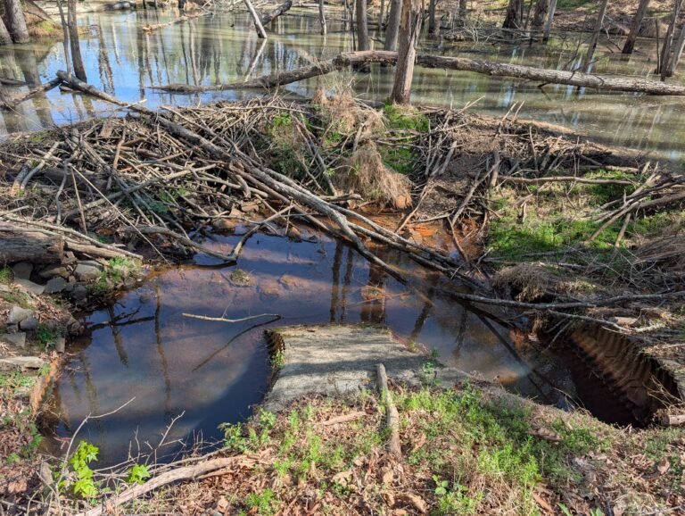 Beaver Concerns Explained